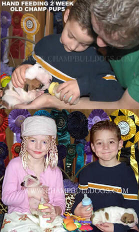 English Bulldog pictures
